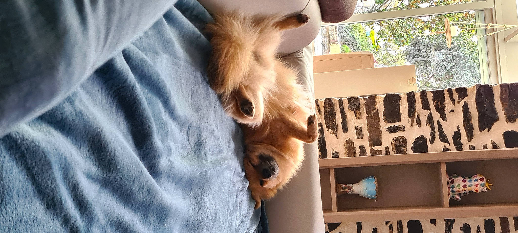 Ayko participe au concours pour gagner de l'argent avec cette photo : canidae, carnivore, companion_dog, dog_breed, ear, fawn, yorkshire_terrier