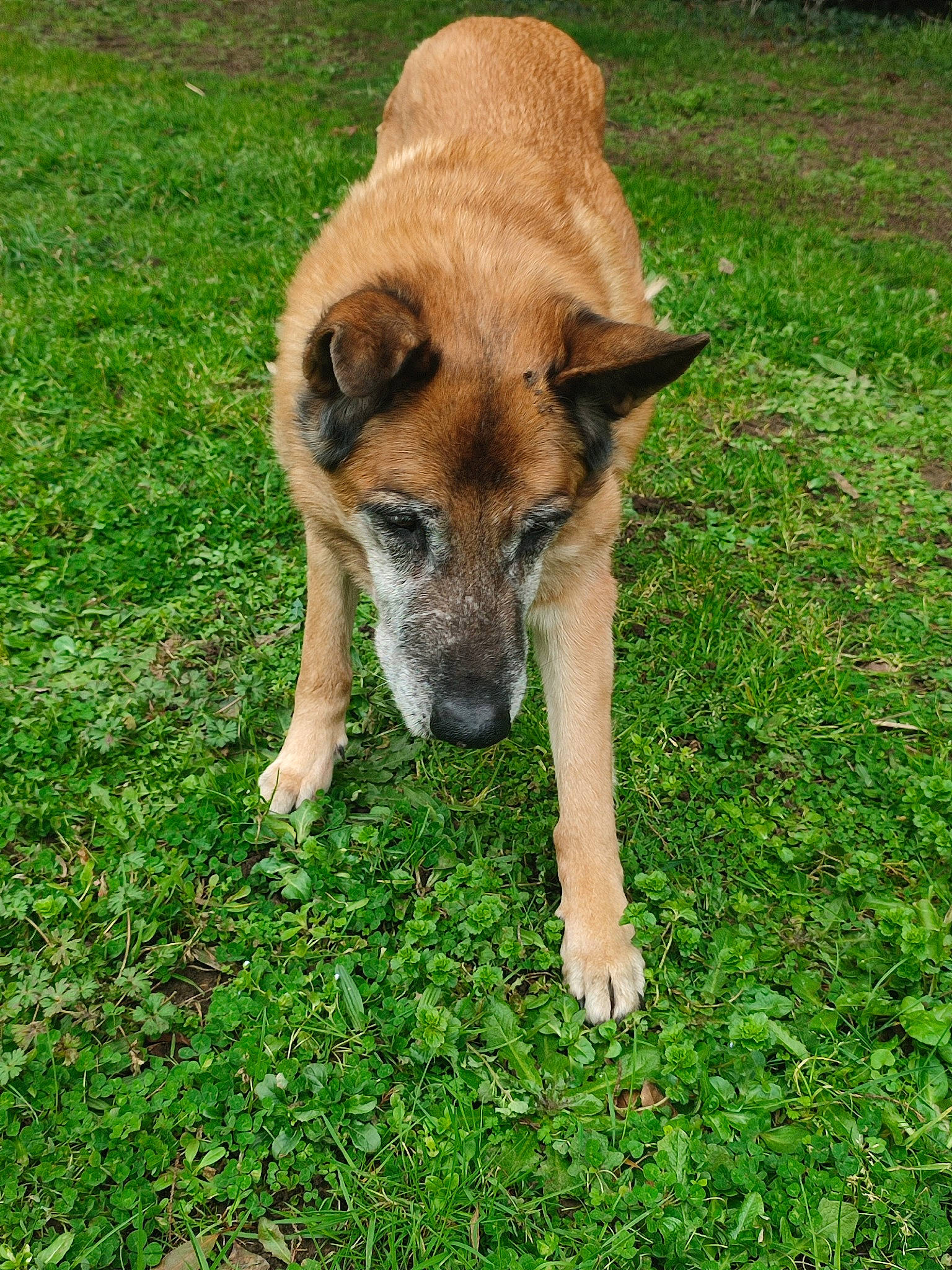 Duc participe au concours pour gagner de l'argent avec cette photo : ancient_dog_breeds, canidae, carnivore, collar, companion_dog, dog, dog_breed, fur, grass, groundcover, herding_dog, pet_supply, plant, tail, terrestrial_animal, whiskers, working_animal, working_dog