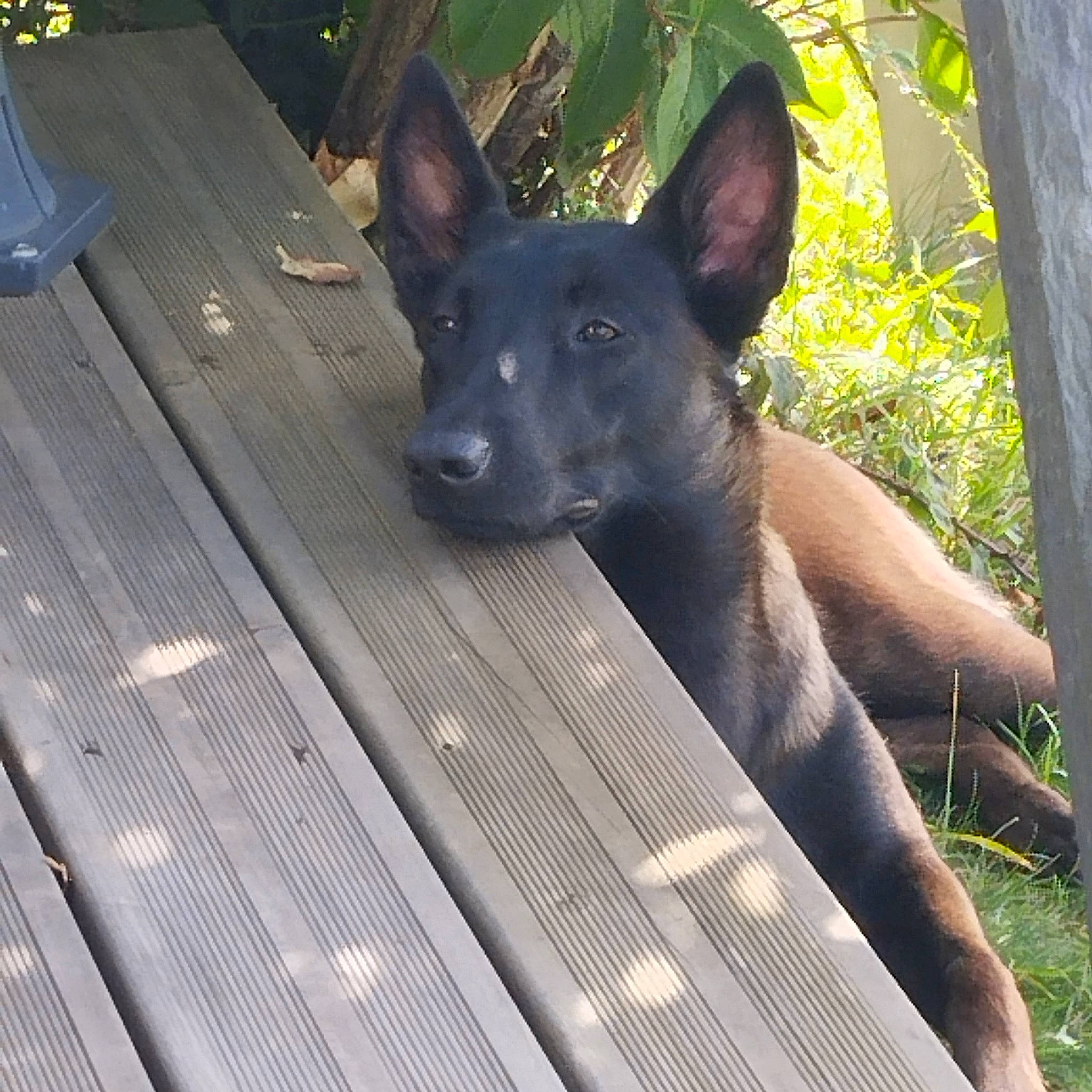 Torie a rejoint le concours — aidez-le/la à gagner de superbes lots ! canidae, carnivore, companion_dog, composite_material, dog, dog_breed, dog_collar, guard_dog, herding_dog, non_sporting_group, plant, sporting_group, terrestrial_animal, tree, whiskers, wood, working_animal, working_dog