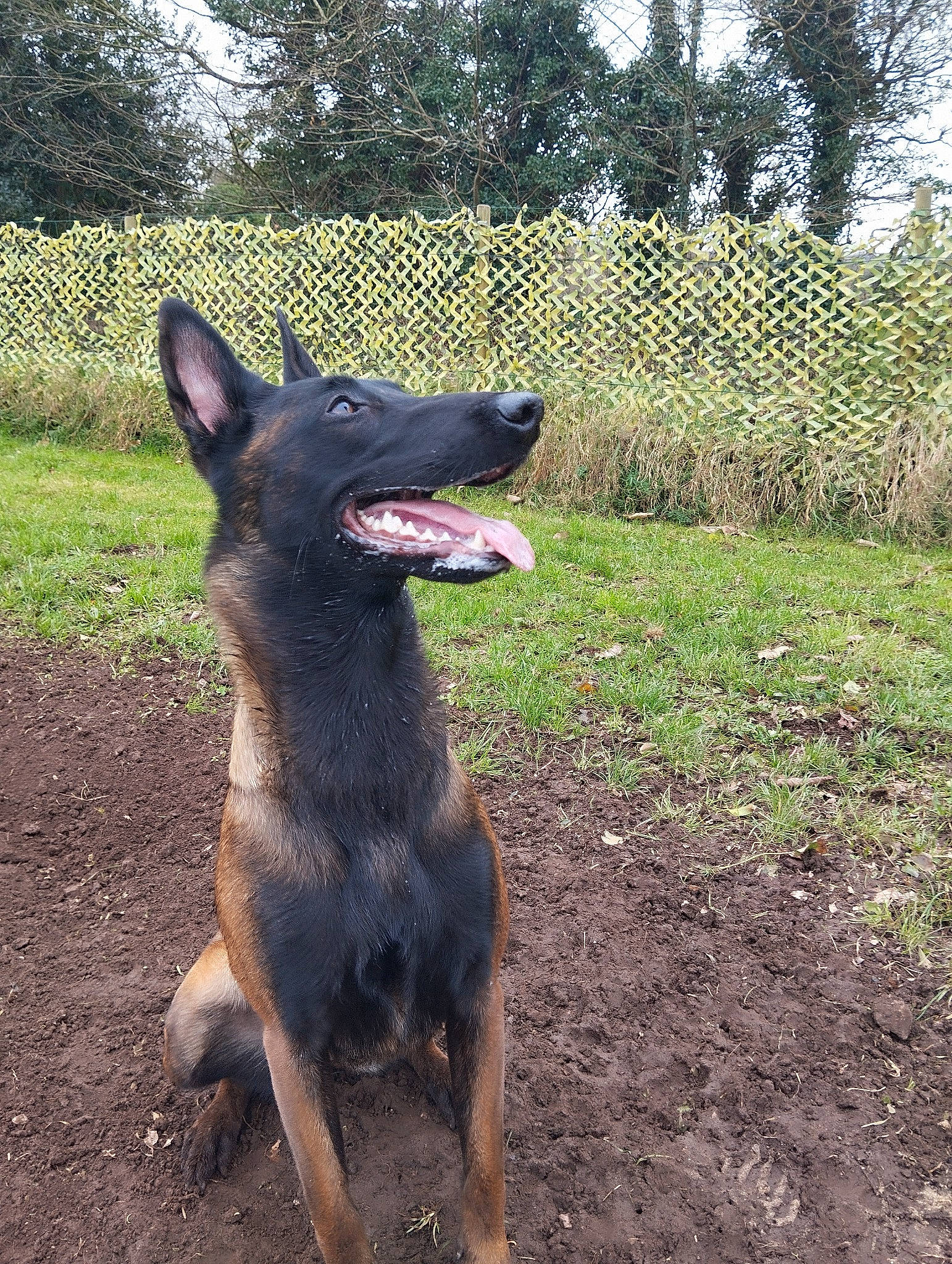 Torie a rejoint le concours — aidez-le/la à gagner de superbes lots ! carnivore, dog, dog_breed, grass, guard_dog, herding_dog, home_fencing, plant, soil, sporting_group, tree, working_animal, working_dog
