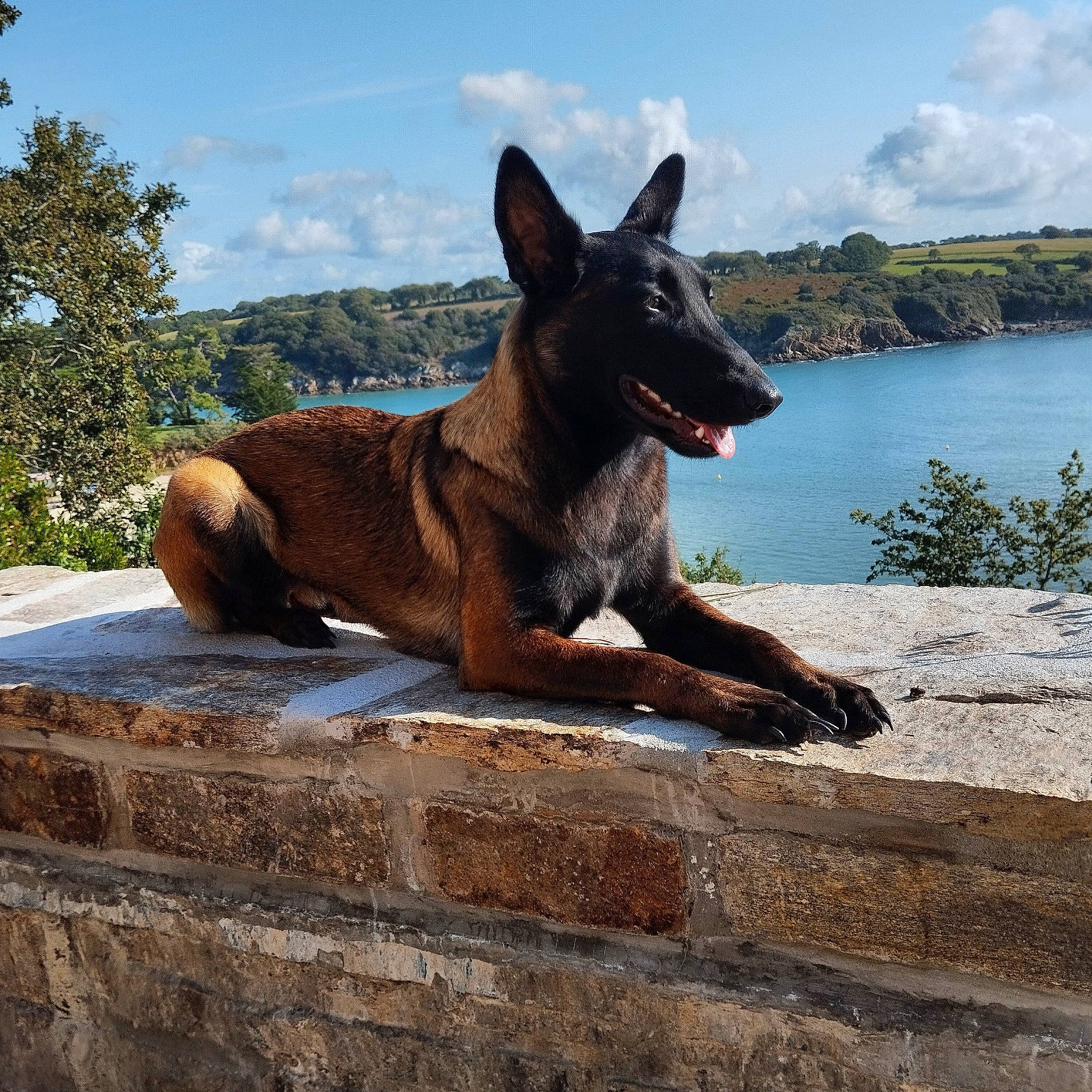 Torie a rejoint le concours — aidez-le/la à gagner de superbes lots ! canidae, carnivore, cloud, dog, dog_breed, fawn, guard_dog, lake, non_sporting_group, plant, rock, sky, snout, sporting_group, terrestrial_animal, tree, water, wood, working_animal, working_dog