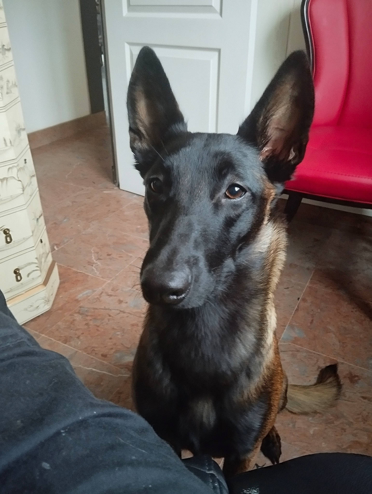 Torie participe au concours pour gagner de l'argent avec cette photo : canidae, carnivore, comfort, companion_dog, dog, dog_breed, door, fawn, flooring, fur, guard_dog, non_sporting_group, snout, sporting_group, terrestrial_animal, toy_dog, whiskers, working_animal, working_dog