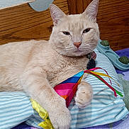 Bbopp joined the competition — help win amazing prizes! cat, beige_cat, toy, pillow, striped_pillow, wooden_headboard, purple_blanket, indoor, pet, feline, relaxed, claw, ribbons, fabric_toy, closeup, cute, domestic_cat, fur, whiskers, bedroom