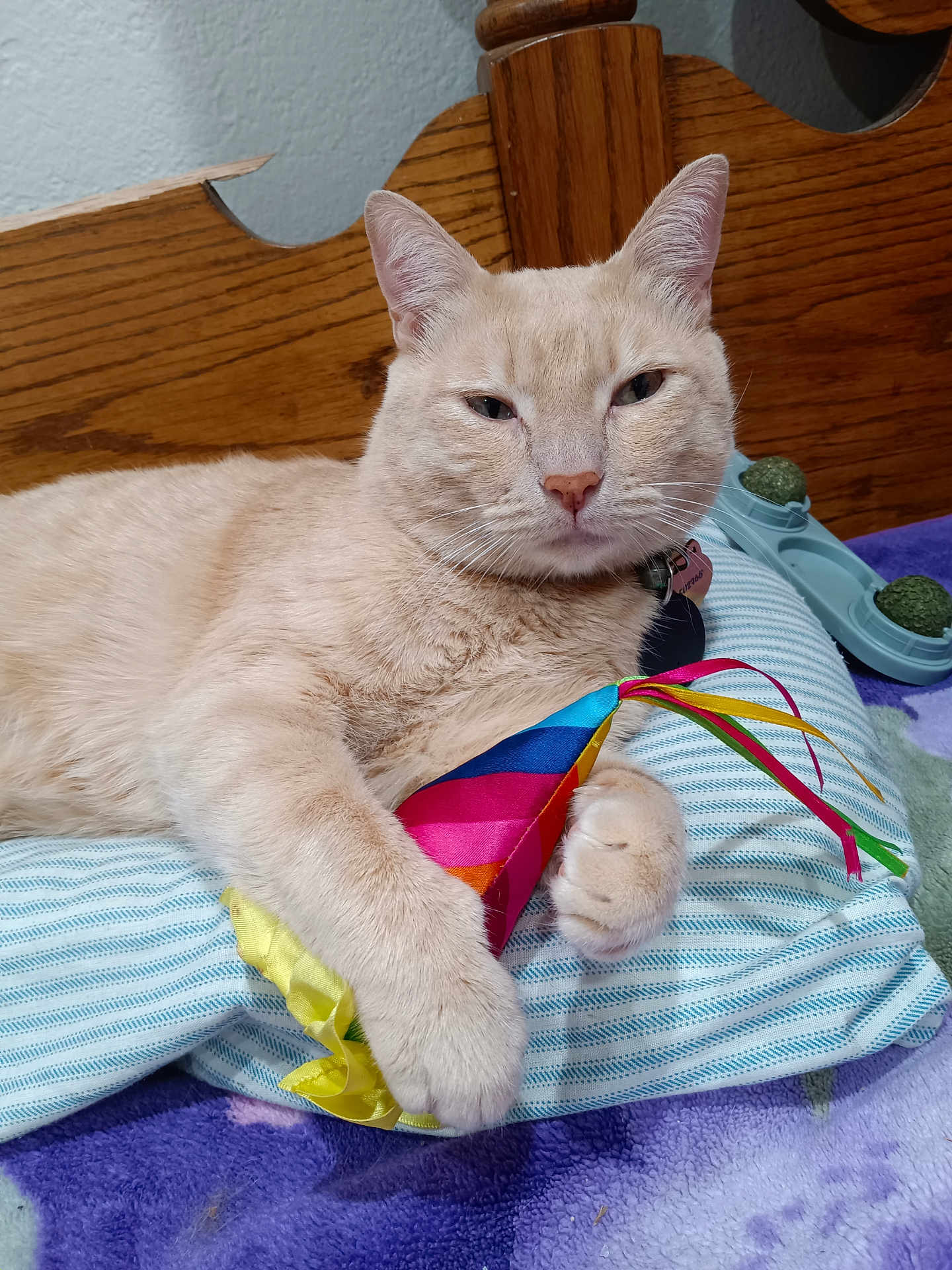 Bbopp joined the competition — help win amazing prizes! cat, beige_cat, toy, pillow, striped_pillow, wooden_headboard, purple_blanket, indoor, pet, feline, relaxed, claw, ribbons, fabric_toy, closeup, cute, domestic_cat, fur, whiskers, bedroom