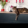 cat, tabby, cabinet, furniture, flower_vase, red_flowers, candle_holder, indoor, relaxed, pet, animal, domestic, striped, paw, wood_surface, decor, still_life, home, resting, cozy