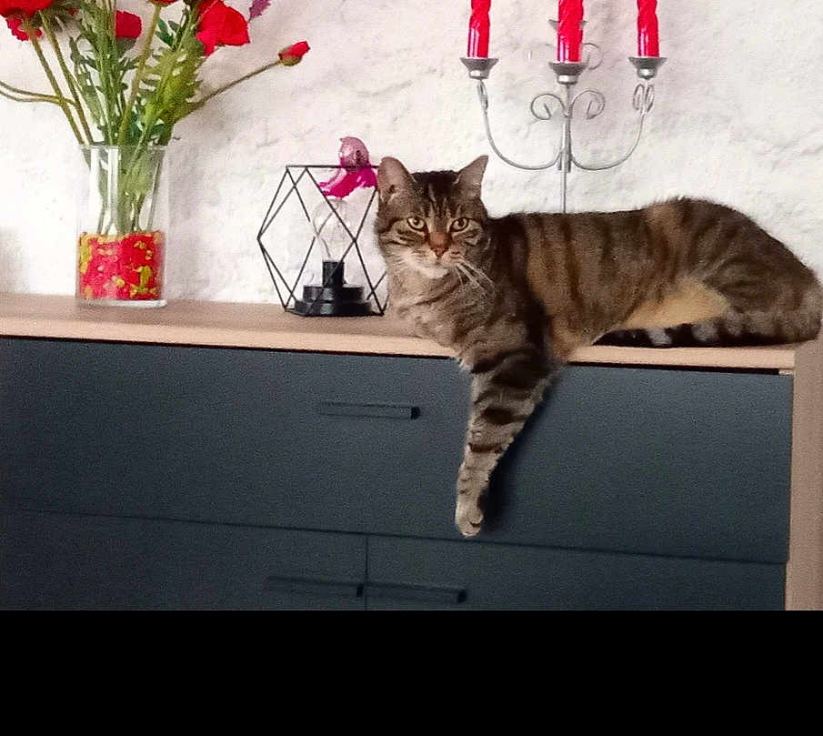 Gribouille
