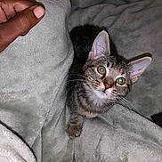 Nova joined the competition — help win amazing prizes! kitten, tabby, cat, pet, animal, blanket, cozy, soft, fur, whiskers, ears, paw, human_hand, indoor, curious, cute, young, playful, closeup, flash