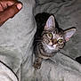 kitten, tabby, cat, pet, animal, blanket, cozy, soft, fur, whiskers, ears, paw, human_hand, indoor, curious, cute, young, playful, closeup, flash