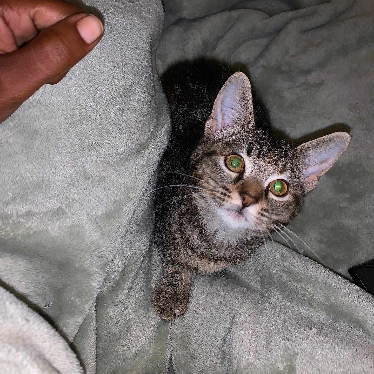 Nova joined the competition — help win amazing prizes! animal, blanket, cat, closeup, cozy, curious, cute, ears, flash, fur, human_hand, indoor, kitten, paw, pet, playful, soft, tabby, whiskers, young
