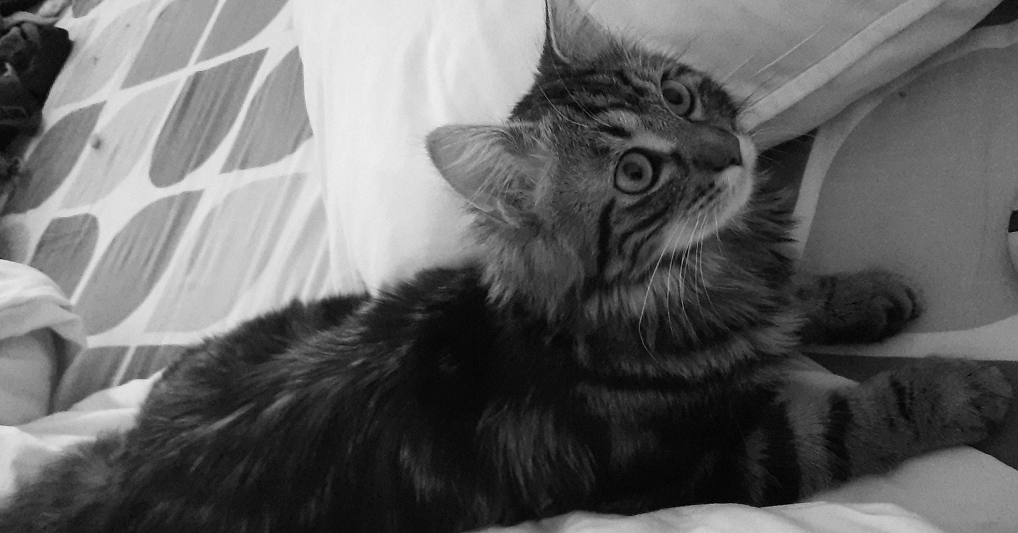 Livaï a rejoint le concours — aidez-le/la à gagner de superbes lots ! black_and_white, carnivore, cat, claw, comfort, domestic_short_haired_cat, felidae, fur, grey, monochrome, monochrome_photography, paw, small_to_medium_sized_cats, snout, style, vertebrate, whiskers