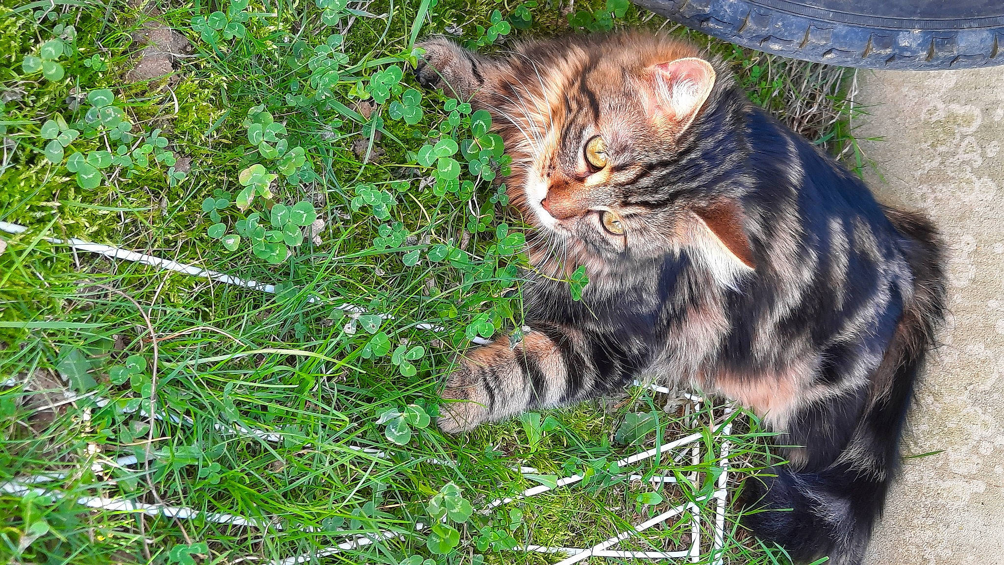 Livaï participe au concours pour gagner de l'argent avec cette photo : carnivore, cat, claw, domestic_short_haired_cat, fawn, felidae, fur, grass, groundcover, paw, plant, sedge_family, small_to_medium_sized_cats, snout, tail, terrestrial_animal, whiskers, wildlife
