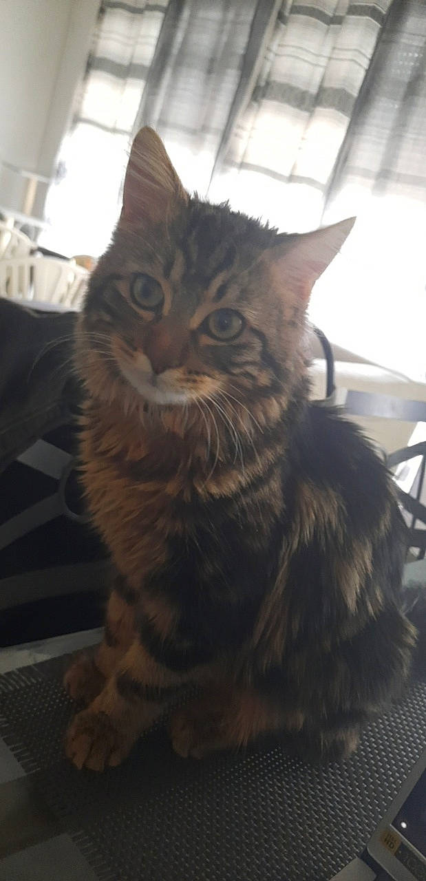 Livaï participe au concours pour gagner de l'argent avec cette photo : carnivore, cat, claw, domestic_short_haired_cat, felidae, fur, maine_coon, paw, sitting, small_to_medium_sized_cats, snout, tail, terrestrial_animal, whiskers