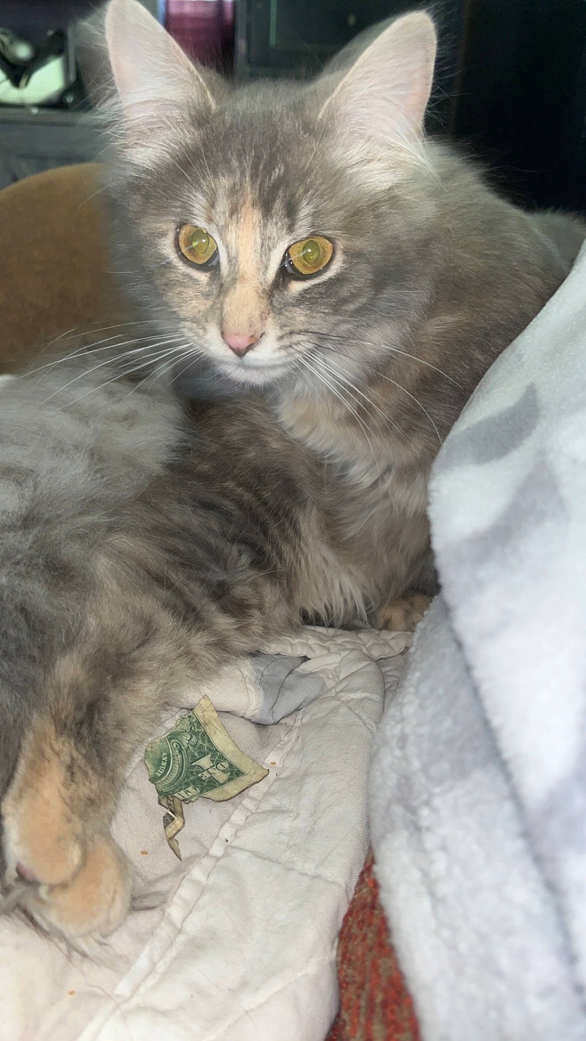 Alex is registered to the contest to win money with this photo: british_longhair, carnivore, cat, claw, comfort, domestic_short_haired_cat, fawn, felidae, fur, grey, paw, small_to_medium_sized_cats, snout, tail, terrestrial_animal, whiskers, window