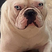 Paco participe au concours pour gagner de l'argent avec cette photo : bulldog, dog, pet, blue_eyes, close_up, lying_down, wooden_floor, animal, canine, ears, face, fur, paw, looking, indoor, domestic_animal, mammal, snout, expression, portrait