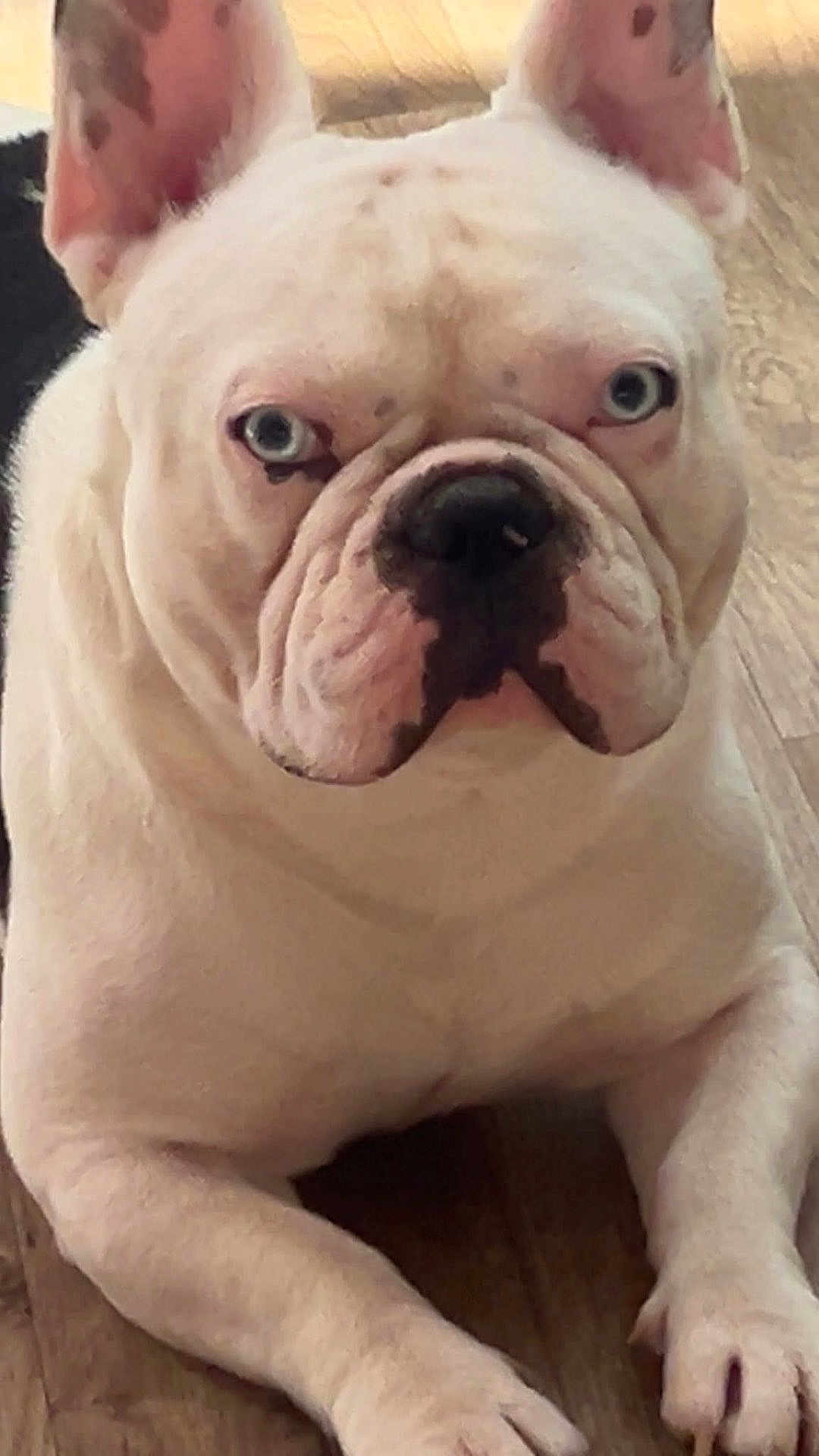 Paco participe au concours pour gagner de l'argent avec cette photo : bulldog, dog, pet, blue_eyes, close_up, lying_down, wooden_floor, animal, canine, ears, face, fur, paw, looking, indoor, domestic_animal, mammal, snout, expression, portrait