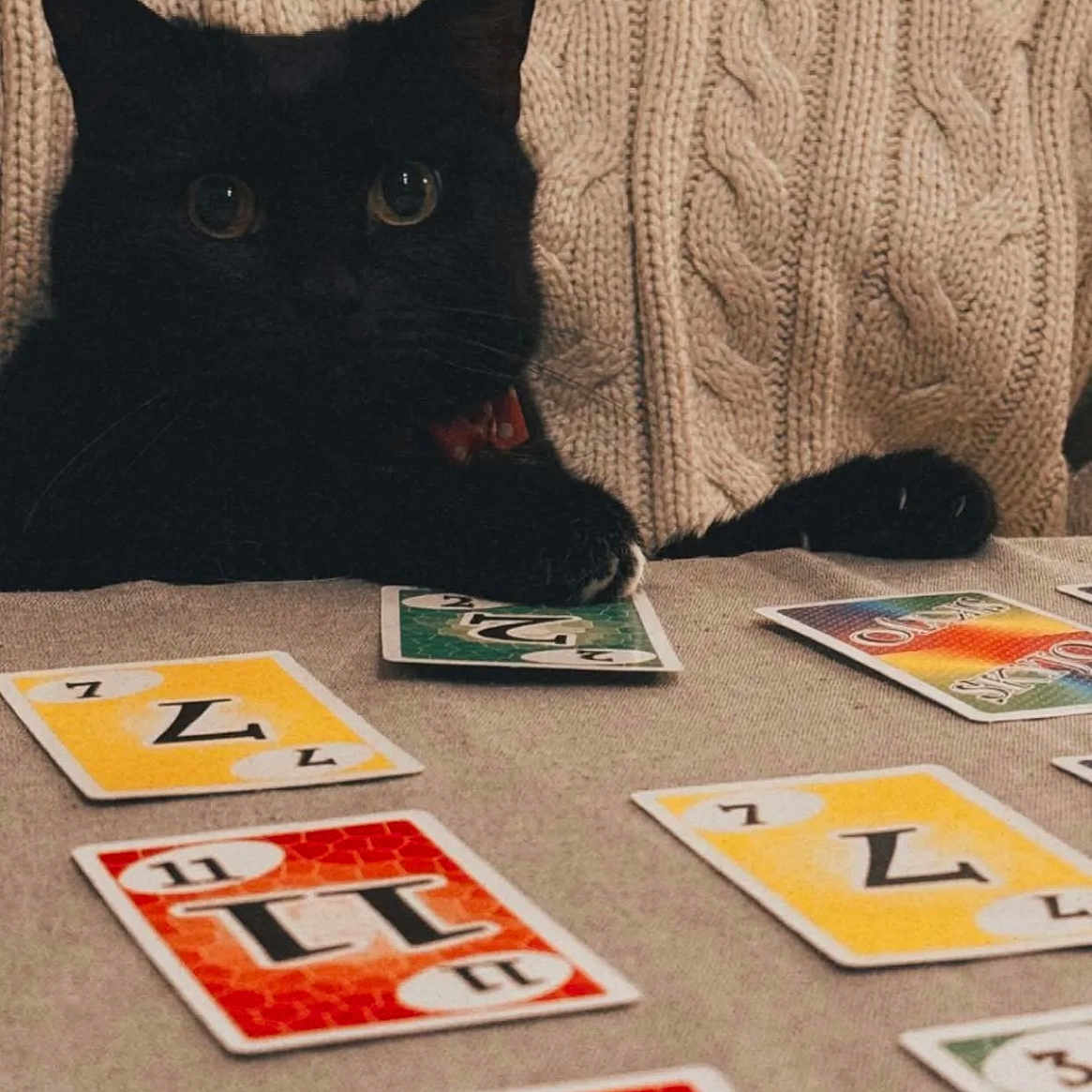 Moumoune a rejoint le concours — aidez-le/la à gagner de superbes lots ! animal, blackcat, cat, clothing, couch, face, furniture, game, head, kitten, knitwear, number, person, pet, photography, portrait, sweater, symbol, text, urban