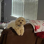 Zoe is registered to the contest to win money with this photo: animal, blanket, blinds, brown, calm, collar, comfort, couch, cozy, crate, cream, dog, fur, furniture, home, indoor, living_room, pet, relaxed, window