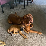 Hank is registered to the contest to win money with this photo: dog, puppy, brown_dog, carpet, floor, indoor, furniture, table, chair, legs, slippers, pet, animal, cute, lying_down, companion, domestic, relaxed, bone, curious