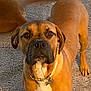 dog, brown_dog, pet, canine, collar, carpet, indoor, animal, mammal, looking_at_camera, close_up, two_dogs, floor, ears, face, fur, domestic_animal, companion, portrait, standing
