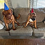 dog, party_hat, couch, indoor, brown_dog, pet, furniture, window, curtain, table, plate, celebration, animal, canine, domestic_animal, seated, living_room, collar, home, two_dogs