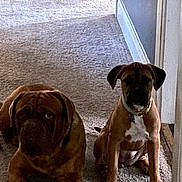 Sophie is registered to the contest to win money with this photo: dog, pets, carpet, indoor, brown_dog, sitting, lying_down, collar, hallway, floor, domestic_animal, canine, two_animals, companions, furry, mammal, young_dog, home_interior, animal_portrait, curious