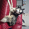 animal, black_and_white, bushy_tail, canine, collar, dog, fluffy, funny_pose, home, husky, indoors, leather_sofa, living_room, looking_at_camera, lying_down, pet, pointed_ears, portrait, red_couch, upside_down