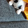 animal, blanket, canine, cat, clothing, couch, dog, furniture, homedecor, kitten, linen, manx, pants, person, pet, puppy, quilt, sleeping, towel