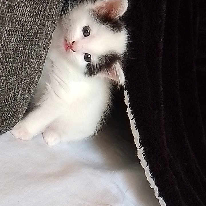 Belek a rejoint le concours — aidez-le/la à gagner de superbes lots ! angora, animal, blanket, cat, kitten, manx, person, pet, siamese, sleeping, white