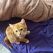 Seven is registered to the contest to win money with this photo: cat, kitten, orange_tabby, white_paws, bed, blanket, blue_bedsheet, fluffy, curious, pet, indoor, fur, whiskers, animal, cute, looking_up, floor, soft_texture, domestic_cat, young_cat