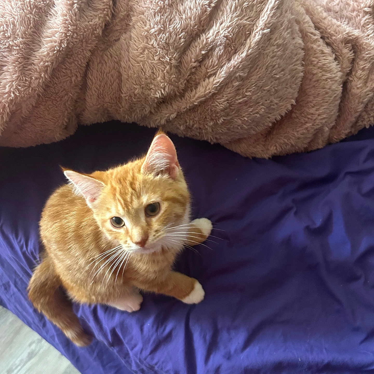 Seven is registered to the contest to win money with this photo: cat, kitten, orange_tabby, white_paws, bed, blanket, blue_bedsheet, fluffy, curious, pet, indoor, fur, whiskers, animal, cute, looking_up, floor, soft_texture, domestic_cat, young_cat