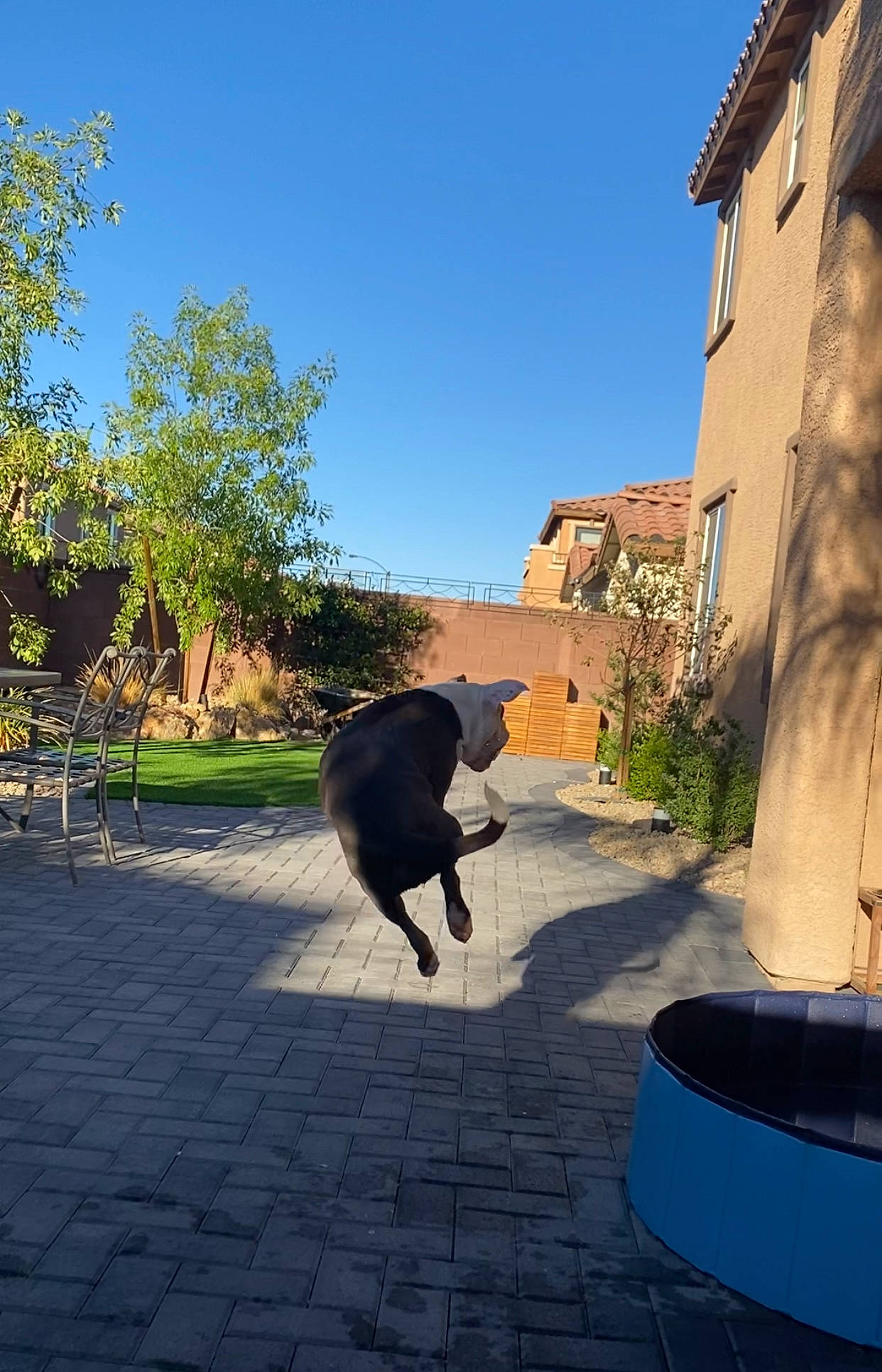 Augie is registered to the contest to win money with this photo: asphalt, building, carnivore, dog_breed, felidae, flooring, grass, house, landscape, leisure, plant, road_surface, shade, sidewalk, sky, snout, tail, tints_and_shades, tree, window