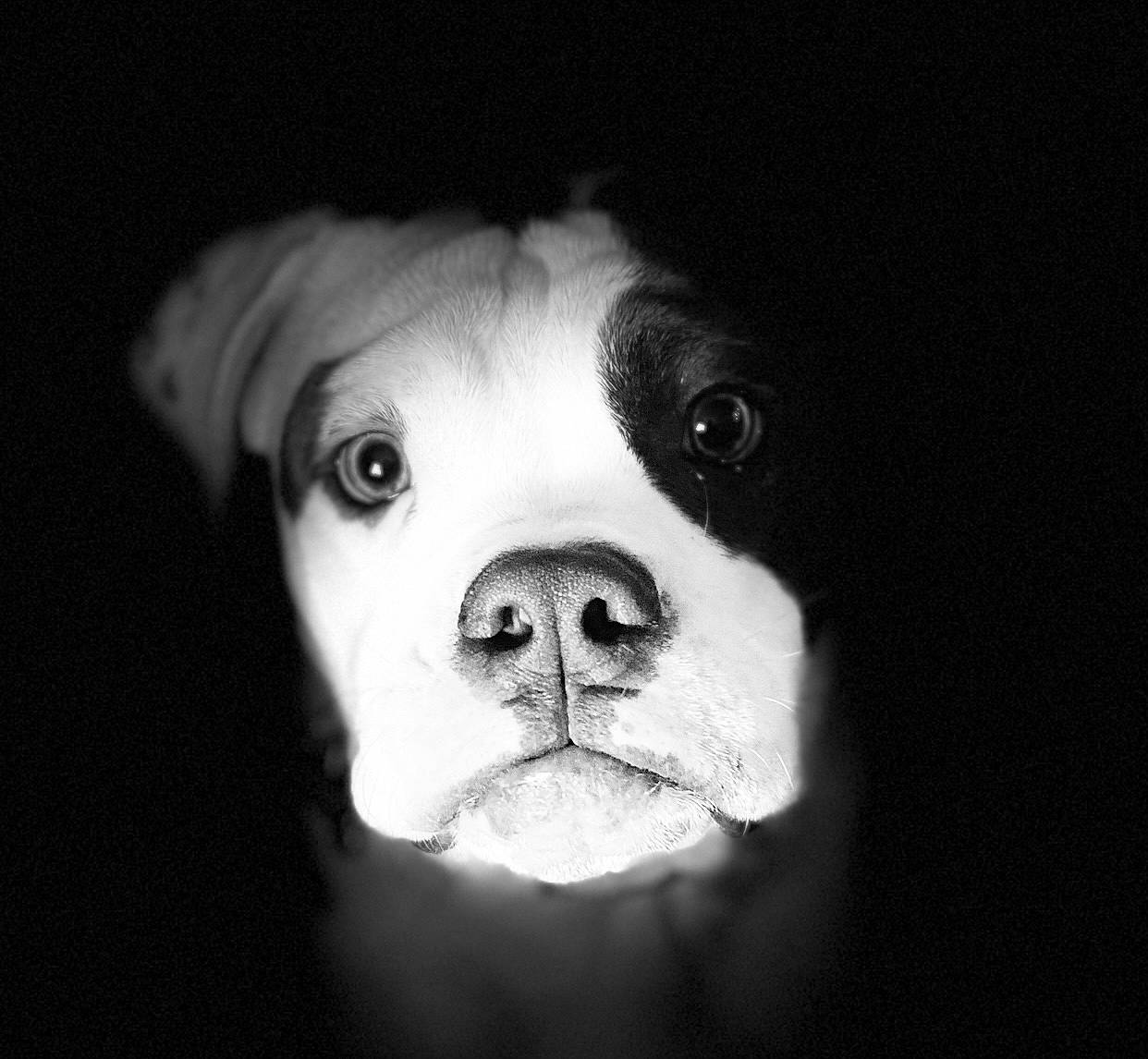 Augie is registered to the contest to win money with this photo: bulldog, carnivore, companion_dog, darkness, dog, dog_breed, dog_collar, ear, fawn, flash_photography, head, jaw, monochrome, monochrome_photography, snout, sporting_group, toy_dog, whiskers, working_animal, wrinkle