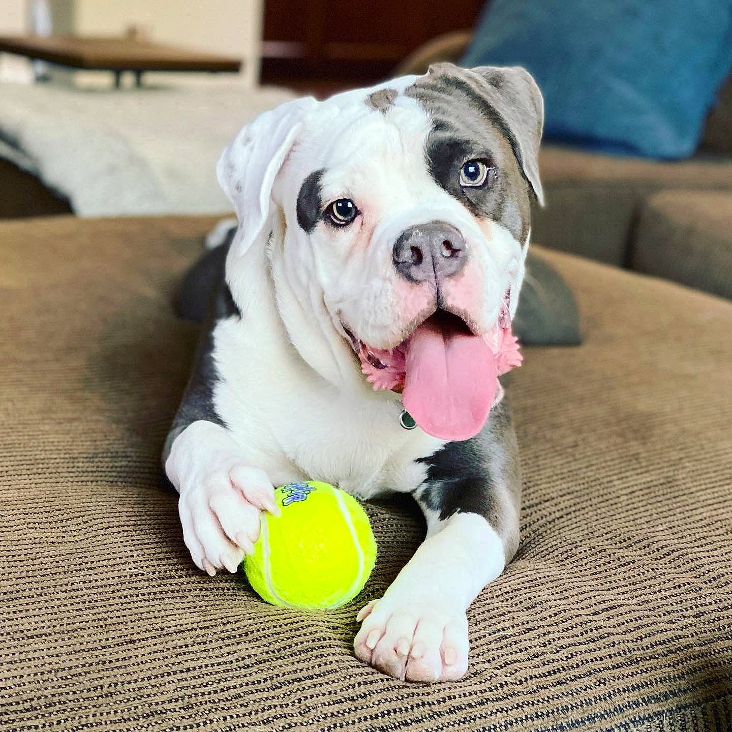 Augie is registered to the contest to win money with this photo: ball, bulldog, carnivore, collar, companion_dog, dog, dog_breed, dog_clothes, dog_collar, dog_supply, fawn, grass, leash, pet_supply, snout, sports_equipment, sports_toy, tennis_ball, toy, working_animal