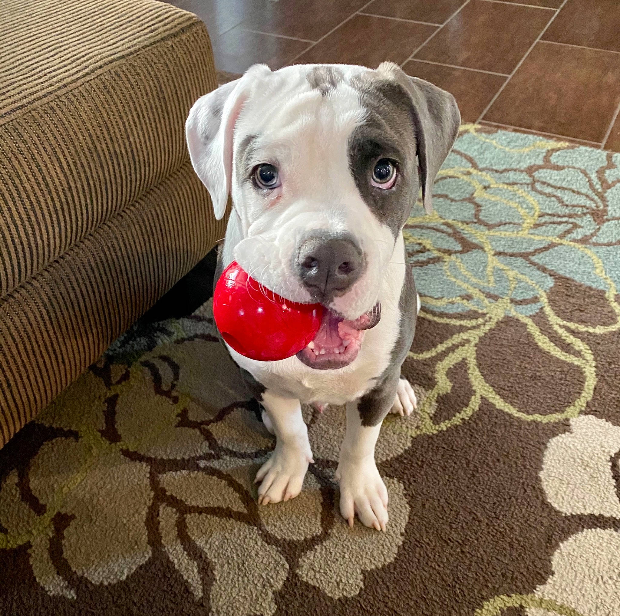 Augie is registered to the contest to win money with this photo: canidae, carnivore, circle, collar, companion_dog, couch, dog, dog_breed, dog_collar, dogo_argentino, fawn, flooring, leash, non_sporting_group, pet_supply, snout, sporting_group, terrestrial_animal, whiskers, working_animal