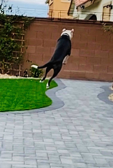 Augie is registered to the contest to win money with this photo: brick, brickwork, building, carnivore, companion_dog, dog, dog_breed, flagstone, flooring, grass, groundcover, house, lawn, leisure, plant, road_surface, sidewalk, sky, tail, window
