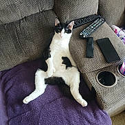 Mitz joined the competition — help win amazing prizes! black_and_white, cat, couch, electronics, feline, fur, home, indoor, lazy, living_room, paw, pet, phone, purple_towel, relaxed, remote_controls, resting, tail, textured_fabric, whiskers