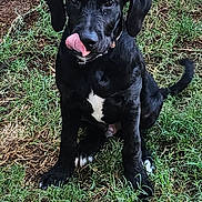 Charlie joined the competition — help win amazing prizes! dog, puppy, black_dog, grass, outdoor, pet, animal, cute, tongue_out, sitting, white_patch, ears, fur, nature, young_dog, playful, canine, friendly, adorable, mammal