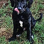 dog, puppy, black_dog, grass, outdoor, pet, animal, cute, tongue_out, sitting, white_patch, ears, fur, nature, young_dog, playful, canine, friendly, adorable, mammal