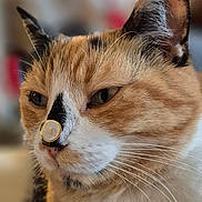 Fiona participe au concours pour gagner de l'argent avec cette photo : cat, close_up, calm, sticker, nose, fur, whiskers, ears, pet, animal, indoor, soft_light, texture, blurred_background, cute, domestic_cat, face, portrait, feline, resting