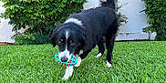 Parker joined the competition — help win amazing prizes! animal, black_and_white, bush, canine, daylight, dog, fence, fur, garden, grass, greenery, lawn, muzzle, nature, outdoor, pet, playful, tail, toy, walking