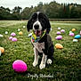 Parker is registered to the contest to win money with this photo: animal, bandana, black_and_white, colorful, cute, dog, easter_eggs, festive, field, grass, happy, holiday, mammal, nature, outdoor, pet, playful, portrait, smiling, spring