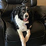 Parker is registered to the contest to win money with this photo: animal, black_and_white, canine, carpet, companion, crossed_paws, cute, dog, domestic, friendly, fur, furniture, happy, indoor, leather_chair, living_room, pet, portrait, relaxed, sitting