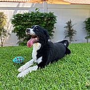 Parker is registered to the contest to win money with this photo: dog, black_and_white, grass, toy, outdoor, pet, tongue_out, happy, playful, garden, fence, bushes, canine, animal, laying_down, summer, domestic_animal, nature, friendly, mammal