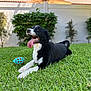 dog, black_and_white, grass, toy, outdoor, pet, tongue_out, happy, playful, garden, fence, bushes, canine, animal, laying_down, summer, domestic_animal, nature, friendly, mammal