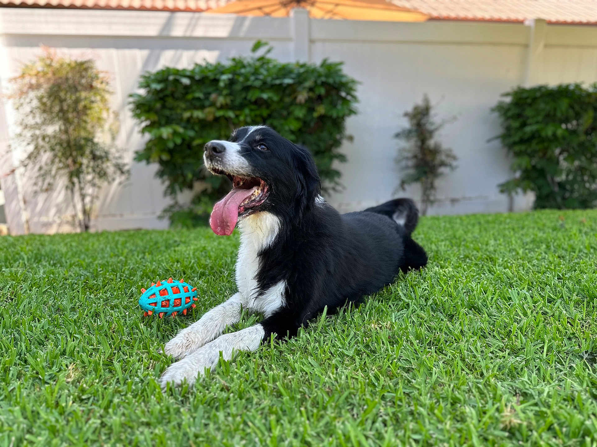 Parker is registered to the contest to win money with this photo: dog, black_and_white, grass, toy, outdoor, pet, tongue_out, happy, playful, garden, fence, bushes, canine, animal, laying_down, summer, domestic_animal, nature, friendly, mammal
