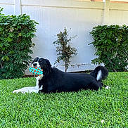 Parker is registered to the contest to win money with this photo: animal, backyard, black_and_white, bushes, canine, daytime, dog, fence, fur, grass, greenery, lawn, lying_down, mouth, nature, outdoor, pet, playful, relaxed, toy