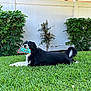 animal, backyard, black_and_white, bushes, canine, daytime, dog, fence, fur, grass, greenery, lawn, lying_down, mouth, nature, outdoor, pet, playful, relaxed, toy