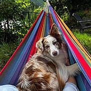 Rosie a rejoint le concours — aidez-le/la à gagner de superbes lots ! dog, hammock, outdoor, garden, greenery, relaxation, pet, canine, colorful, nature, grass, tree, summer, sunlight, leisure, animal, fur, companion, resting, peaceful