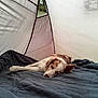 dog, sleeping, tent, blanket, cozy, resting, indoor, pet, fur, relaxation, canine, quiet, calm, comfort, animal, bed, nap, side_view, domestic_animal, peaceful