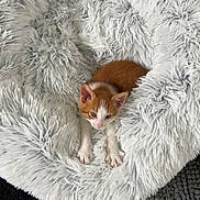 Eddy joined the competition — help win amazing prizes! kitten, cat, orange_and_white, fluffy_blanket, cozy, pets, animal, cute, fur, paws, nest, resting, indoor, soft_texture, white, gray_rug, small, young, sleepy, comfort